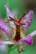  Samurai Toad Lily (Tricyrtis Formosana) - 6 Pack Of 1 Gallon Pots