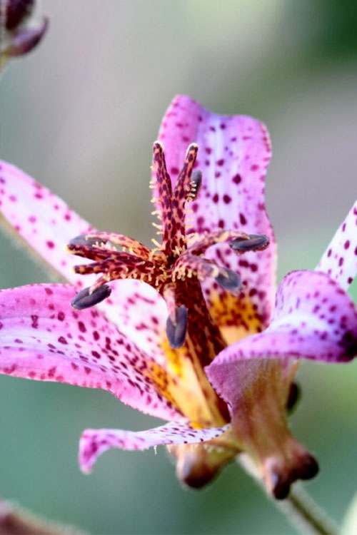  Samurai Toad Lily (Tricyrtis Formosana) - 6 Pack Of 1 Gallon Pots