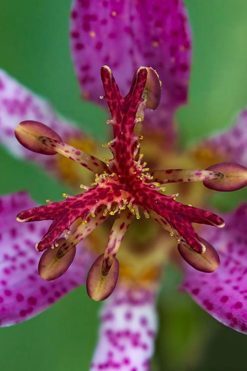  Samurai Toad Lily (Tricyrtis Formosana) - 6 Pack Of 1 Gallon Pots