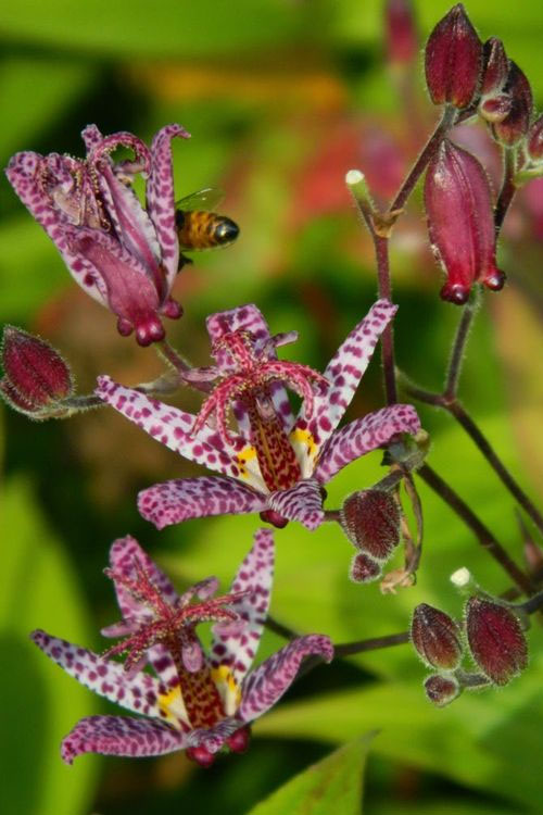  Samurai Toad Lily (Tricyrtis Formosana) - 6 Pack Of 1 Gallon Pots