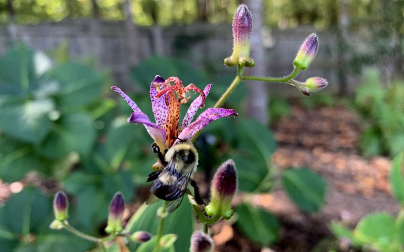  Samurai Toad Lily (Tricyrtis Formosana) - 6 Pack Of 1 Gallon Pots