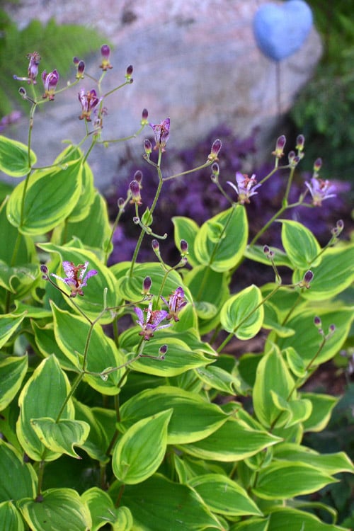  Sunny Spirit Toad Lily (Tricyrtis Formosana) - 1 Gallon Pot