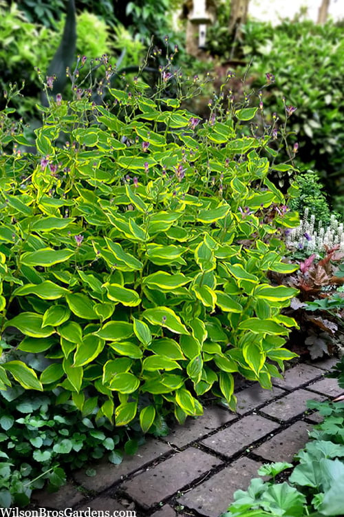  Sunny Spirit Toad Lily (Tricyrtis Formosana) - 1 Gallon Pot