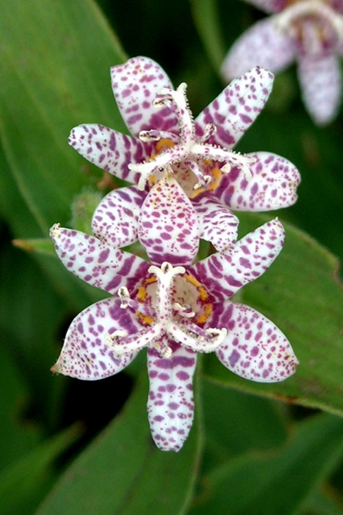  Miyazaki Toad Lily (Tricyrtus Hirta) - 1 Gallon Pot