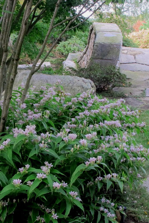  Miyazaki Toad Lily (Tricyrtus Hirta) - 1 Gallon Pot