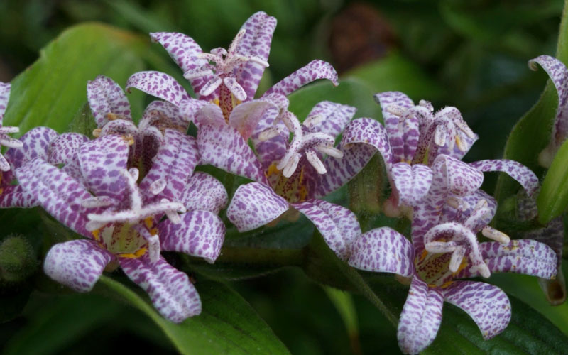  Miyazaki Toad Lily (Tricyrtus Hirta) - 1 Gallon Pot