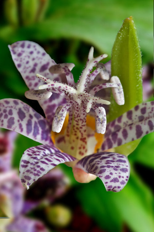  Miyazaki Toad Lily (Tricyrtus Hirta) - 6 Pack Of 1 Gallon Pots