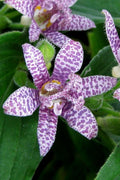  Miyazaki Toad Lily (Tricyrtus Hirta) - 1 Gallon Pot