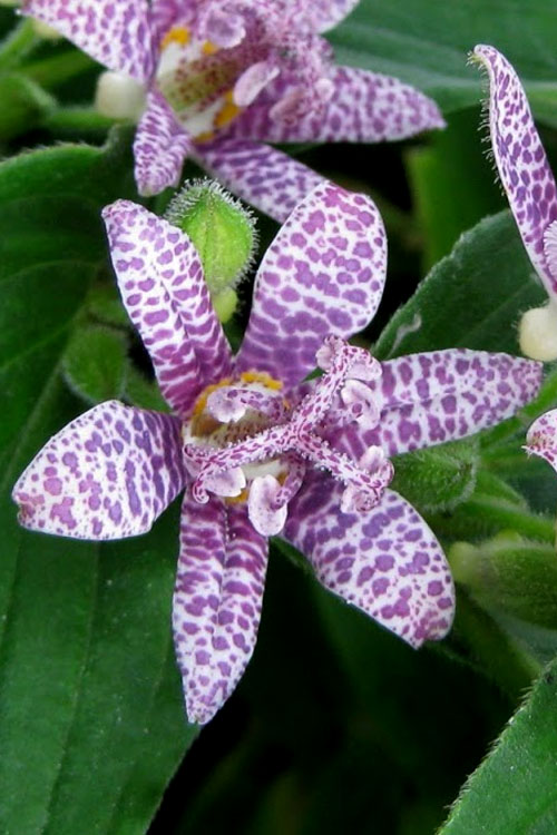  Miyazaki Toad Lily (Tricyrtus Hirta) - 6 Pack Of 1 Gallon Pots