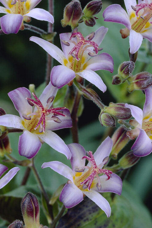  Tojen Toad Lily (Tricyrtis) - 1 Gallon Pot