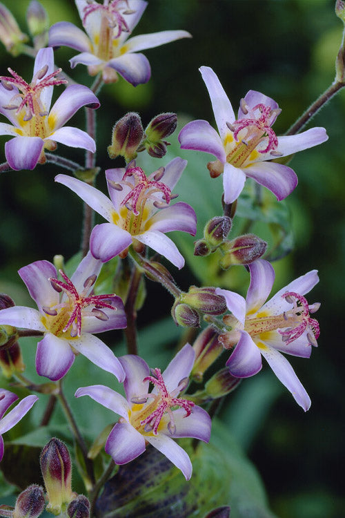  Tojen Toad Lily (Tricyrtis) - 1 Gallon Pot