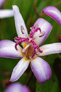  Tojen Toad Lily (Tricyrtis) - 1 Gallon Pot
