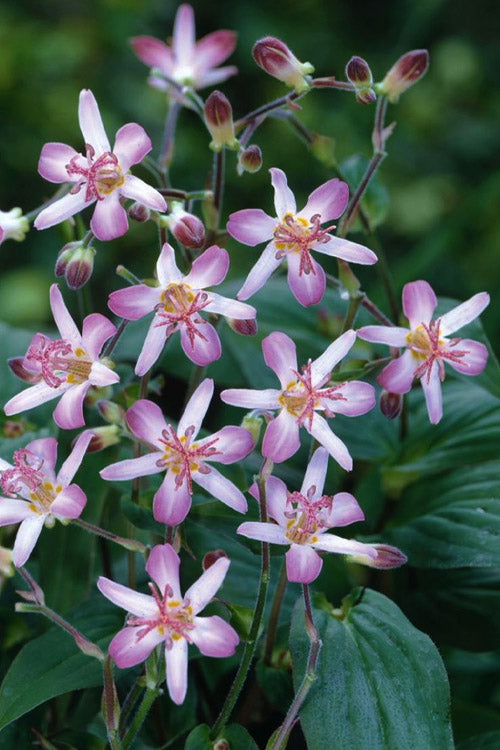  Tojen Toad Lily (Tricyrtis) - 1 Gallon Pot
