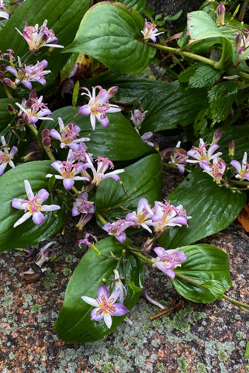  Tojen Toad Lily (Tricyrtis) - 1 Gallon Pot