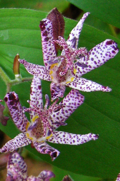  Sinonome Toad Lily (Tricyrtis) - 6 Pack Of 1 Gallon Pots