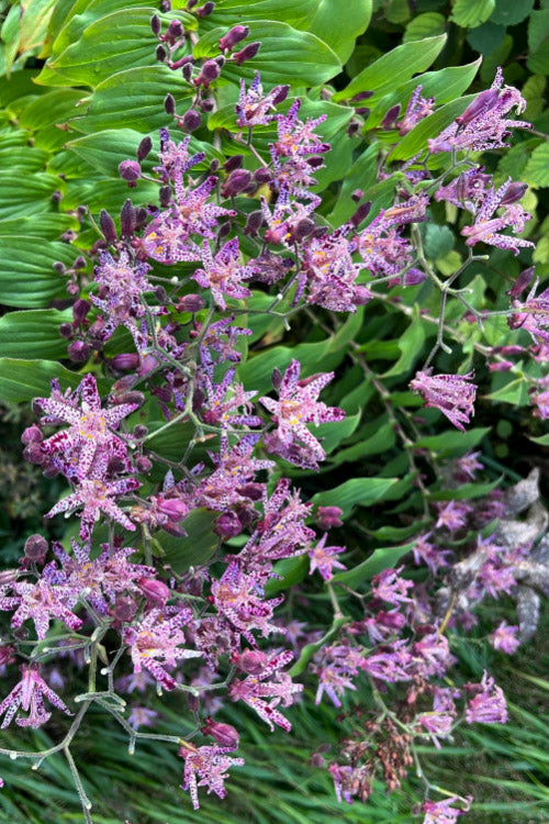  Sinonome Toad Lily (Tricyrtis) - 1 Gallon Pot