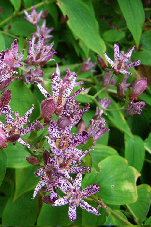  Sinonome Toad Lily (Tricyrtis) - 6 Pack Of 1 Gallon Pots