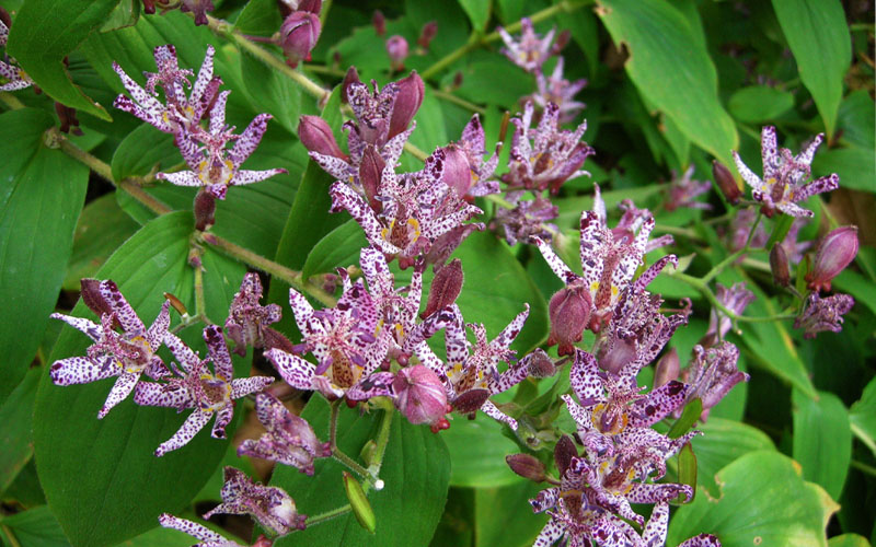  Sinonome Toad Lily (Tricyrtis) - 6 Pack Of 1 Gallon Pots