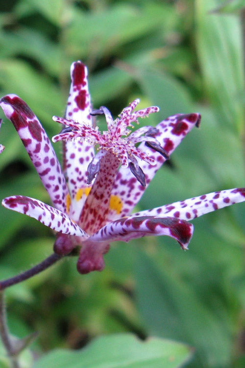  Sinonome Toad Lily (Tricyrtis) - 6 Pack Of 1 Gallon Pots