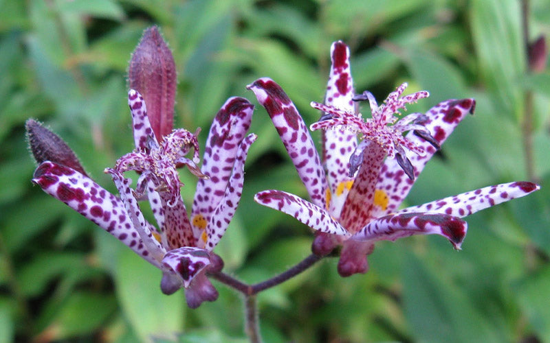  Sinonome Toad Lily (Tricyrtis) - 1 Gallon Pot