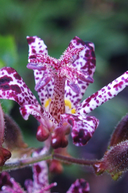  Sinonome Toad Lily (Tricyrtis) - 6 Pack Of 1 Gallon Pots