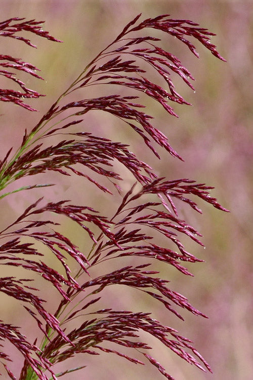  Purple Top Grass - 1 Gallon Pot