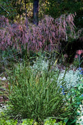  Purple Top Grass - 6 Pack Of 1 Gallon Pots