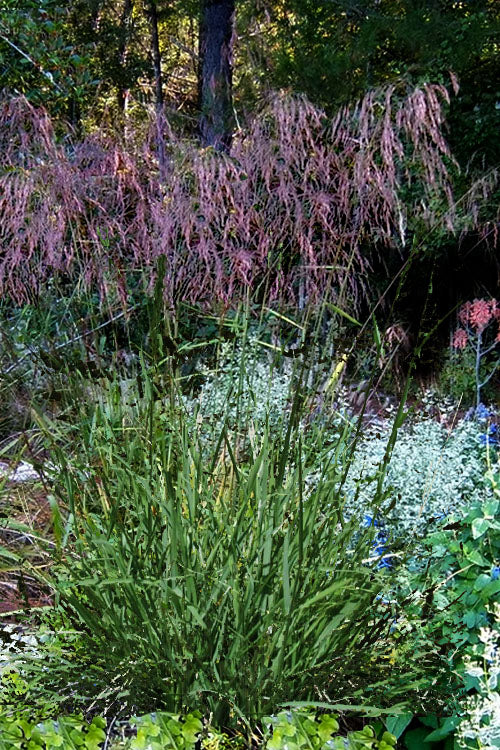  Purple Top Grass - 1 Gallon Pot
