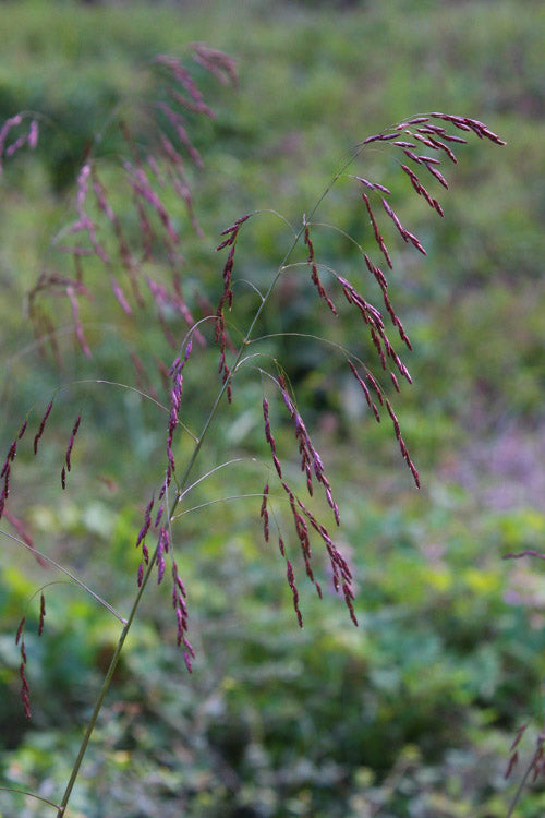  Purple Top Grass - 1 Gallon Pot