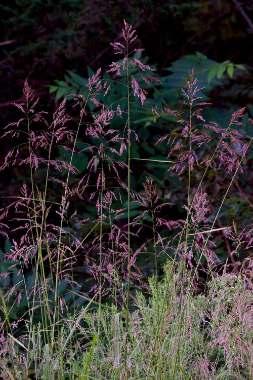  Purple Top Grass - 1 Gallon Pot