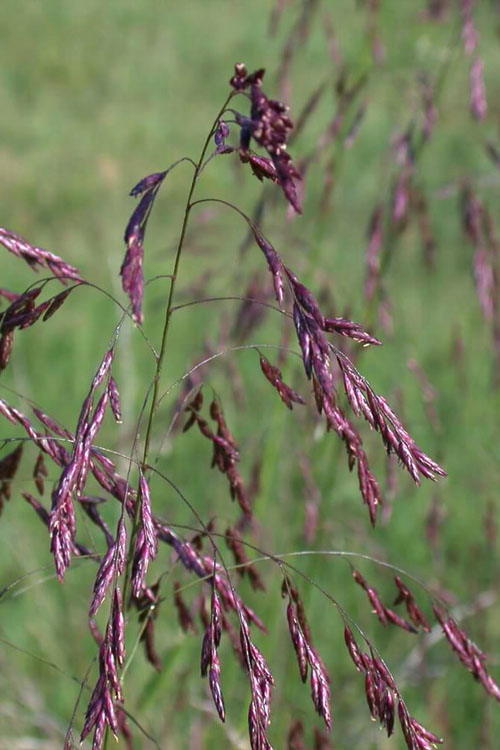 Purple Top Grass - 6 Pack Of 1 Gallon Pots