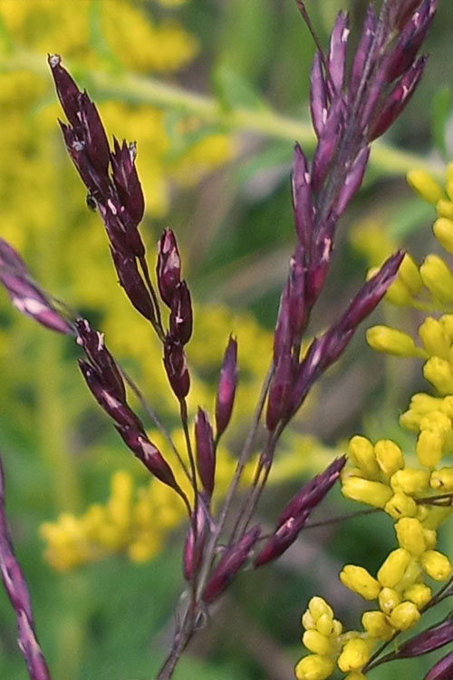  Purple Top Grass - 1 Gallon Pot