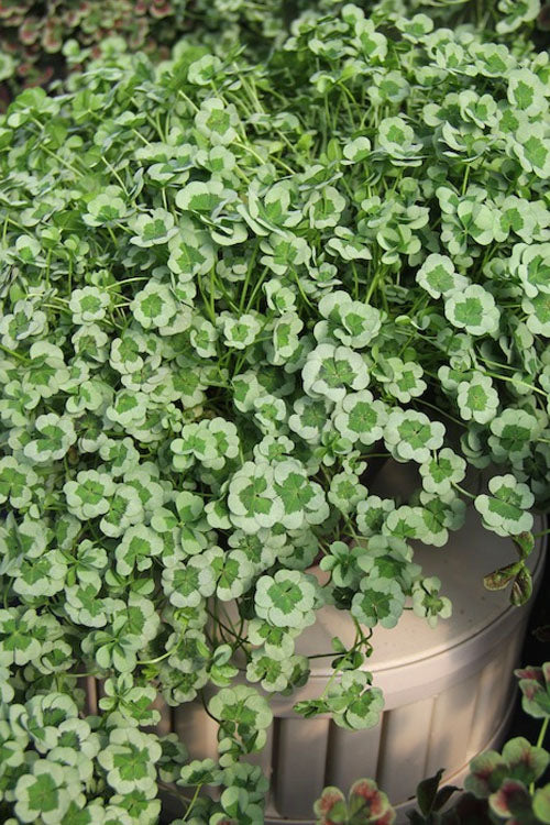  4 Luck Green Glow Trifolium (Shamrock Clover) - 5 Pack Of Pint Pots