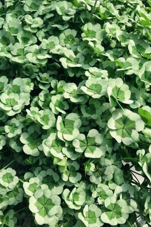  4 Luck Green Glow Trifolium (Shamrock Clover) - 5 Pack Of Pint Pots
