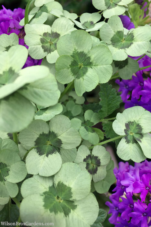  4 Luck Green Glow Trifolium (Shamrock Clover) - 5 Pack Of Pint Pots