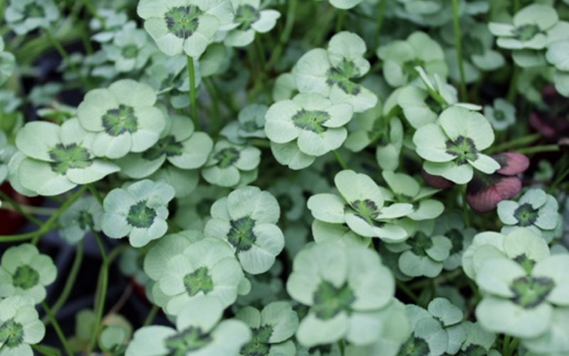  4 Luck Green Glow Trifolium (Shamrock Clover) - 5 Pack Of Pint Pots