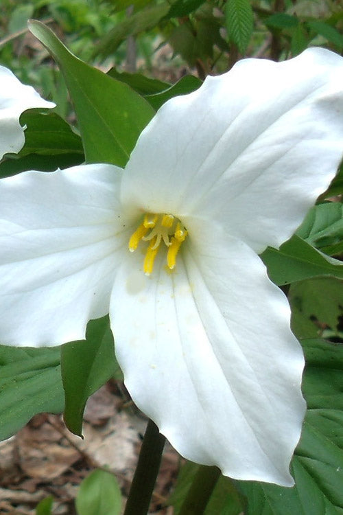  Great White Trillium (Trillium Grandiflorum) - 1 Gallon Pot