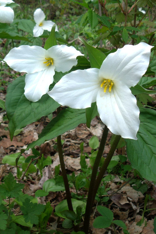  Great White Trillium (Trillium Grandiflorum) - 1 Gallon Pot