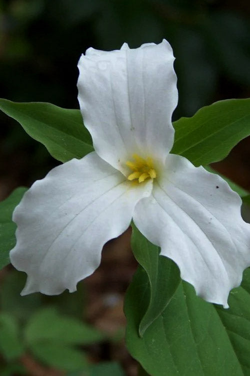  Great White Trillium (Trillium Grandiflorum) - 1 Gallon Pot