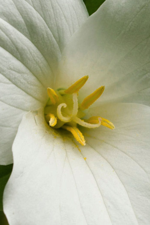  Great White Trillium (Trillium Grandiflorum) - 1 Gallon Pot