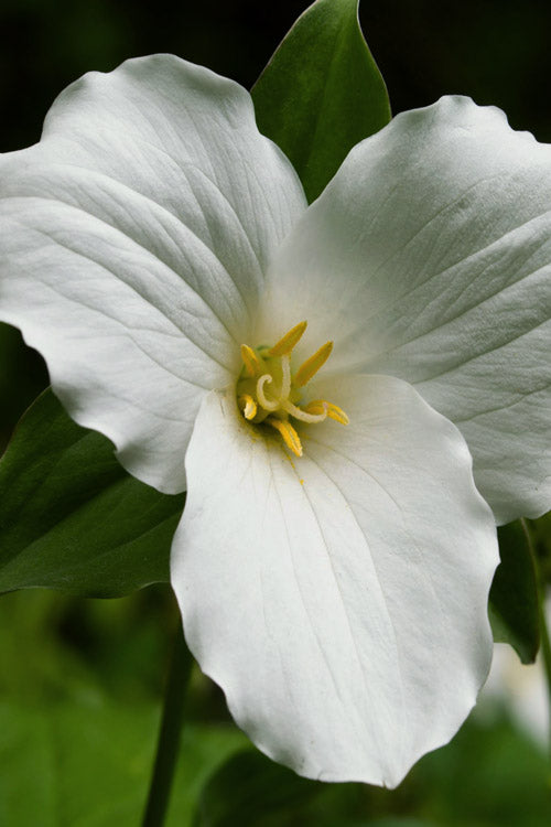  Great White Trillium (Trillium Grandiflorum) - 1 Gallon Pot