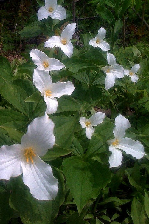  Great White Trillium (Trillium Grandiflorum) - 1 Gallon Pot
