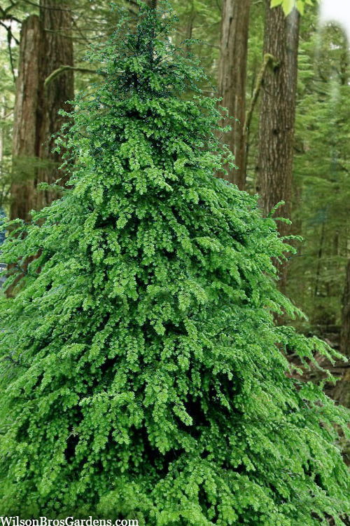  Eastern Canadian Hemlock (Tsuga Canadensis) - 1 Gallon Pot