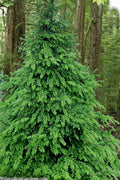  Eastern Canadian Hemlock (Tsuga Canadensis) - 1 Gallon Pot