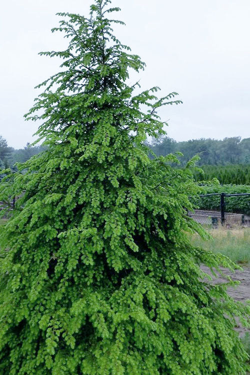  Eastern Canadian Hemlock (Tsuga Canadensis) - 1 Gallon Pot