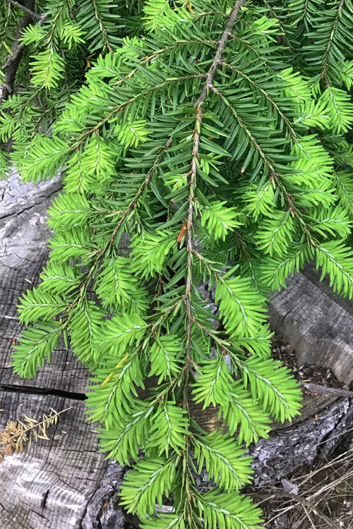  Eastern Canadian Hemlock (Tsuga Canadensis) - 7 Gallon Pot