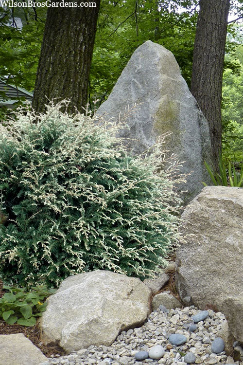  Gentsch White Frosted Dwarf Canadian Hemlock (Tsuga) - 7 Gallon Pot