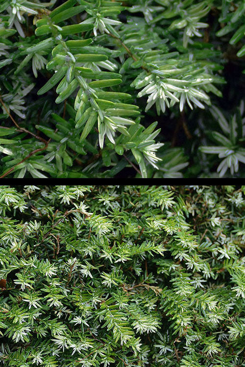  Gentsch White Frosted Dwarf Canadian Hemlock (Tsuga) - 7 Gallon Pot
