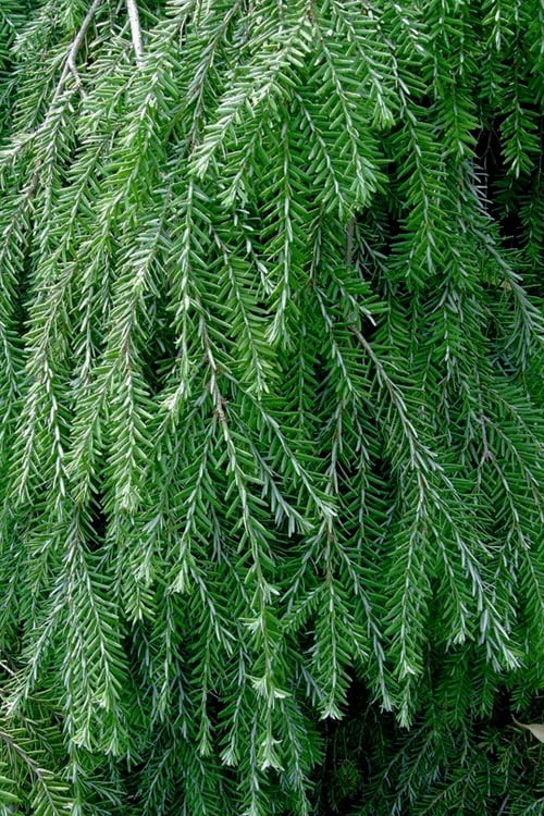  Weeping Canadian Hemlock (Tsuga Canadensis 'Pendula') - 3 Gallon Pot