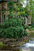  Weeping Canadian Hemlock (Tsuga Canadensis 'Pendula') - 3 Gallon Pot